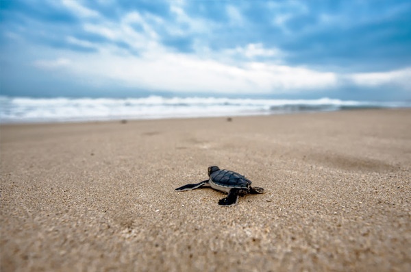 Click the photo of a turtle on a beach to view the Agile Gone Wrong blog post. Image CC0 via JOOINN. 